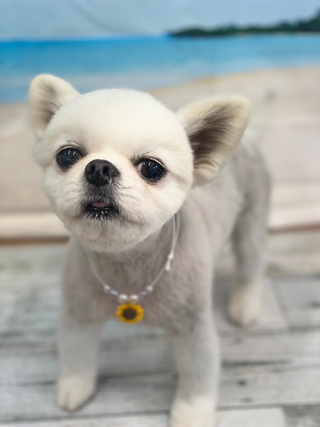 �I���[�W�� 7���̂��q�l