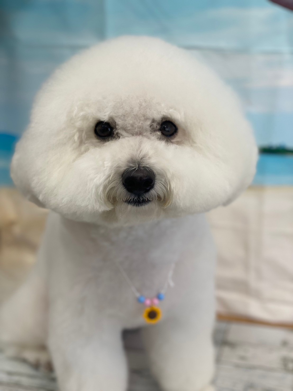 �I���[�W�� 7���̂��q�l