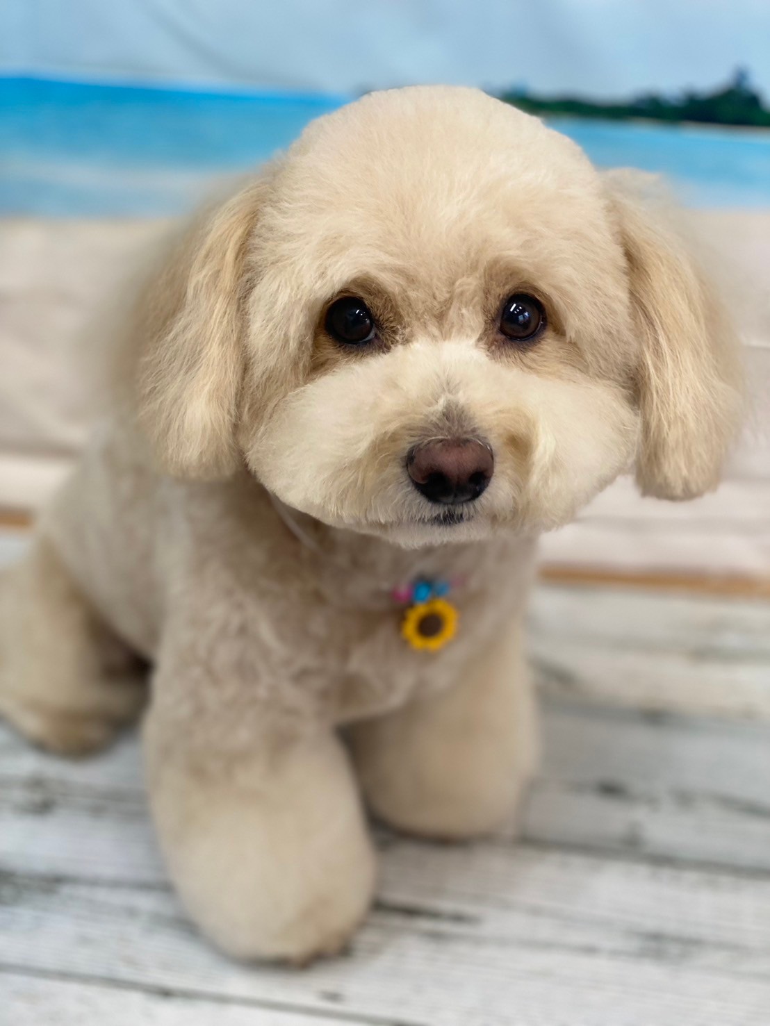 �I���[�W�� 7���̂��q�l