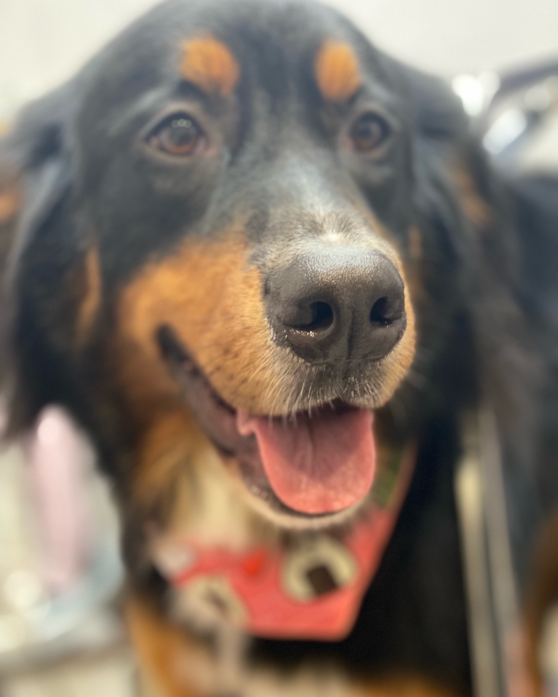 �I���[�W�� 7���̂��q�l