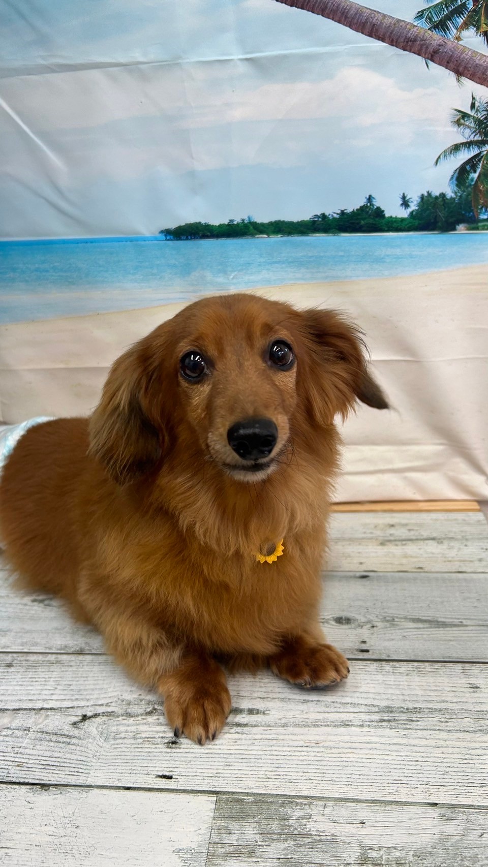 �I���[�W�� 7���̂��q�l