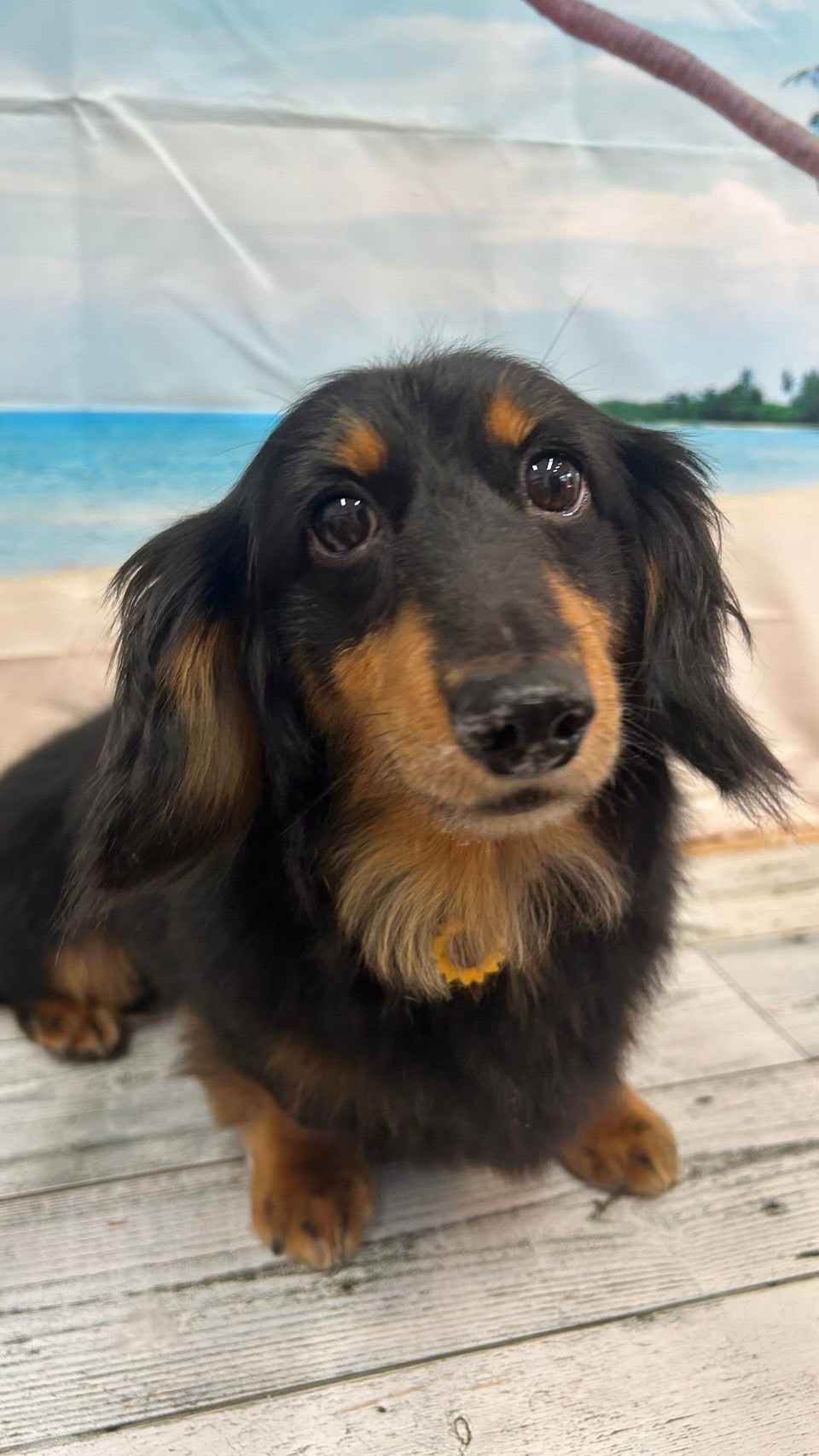 �I���[�W�� 7���̂��q�l