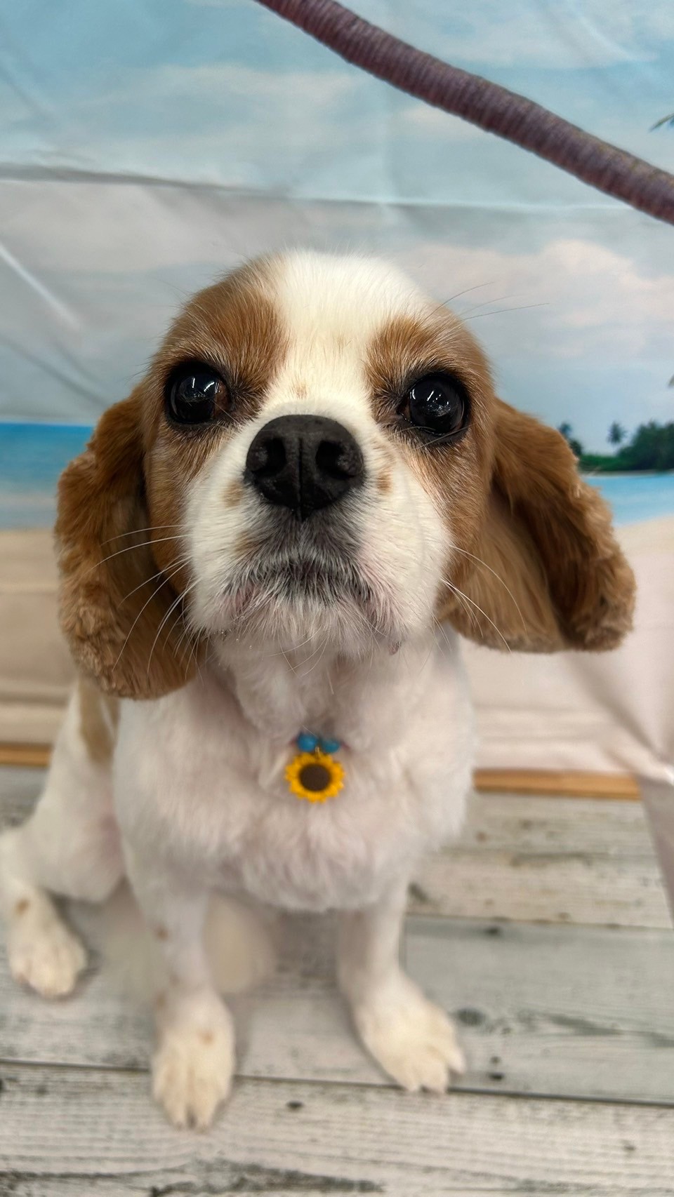 �I���[�W�� 7���̂��q�l