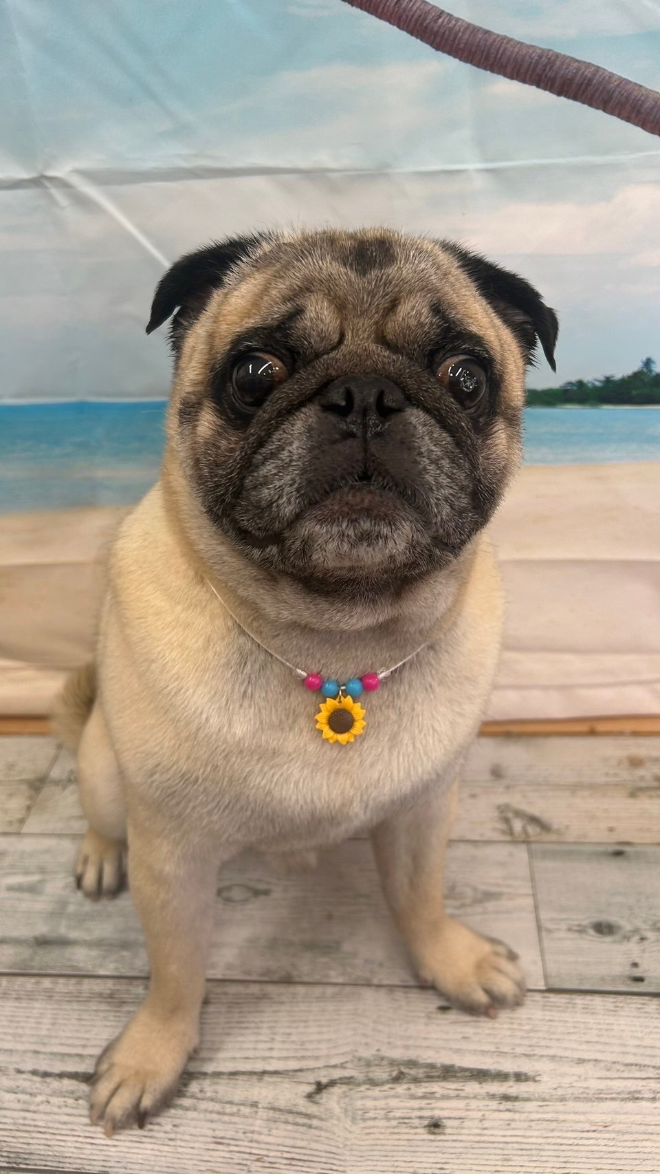 �I���[�W�� 7���̂��q�l