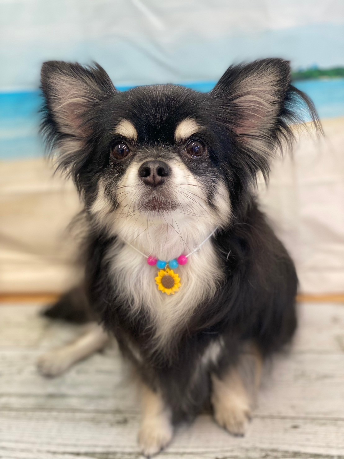 �I���[�W�� 7���̂��q�l