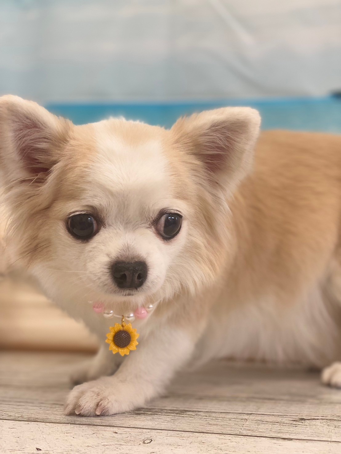 �I���[�W�� 7���̂��q�l