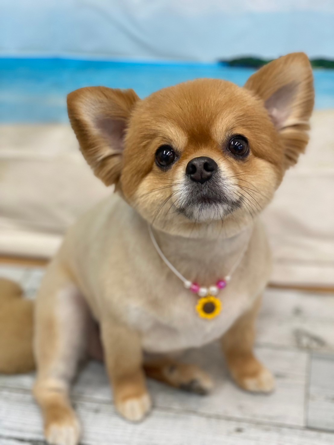 �I���[�W�� 7���̂��q�l