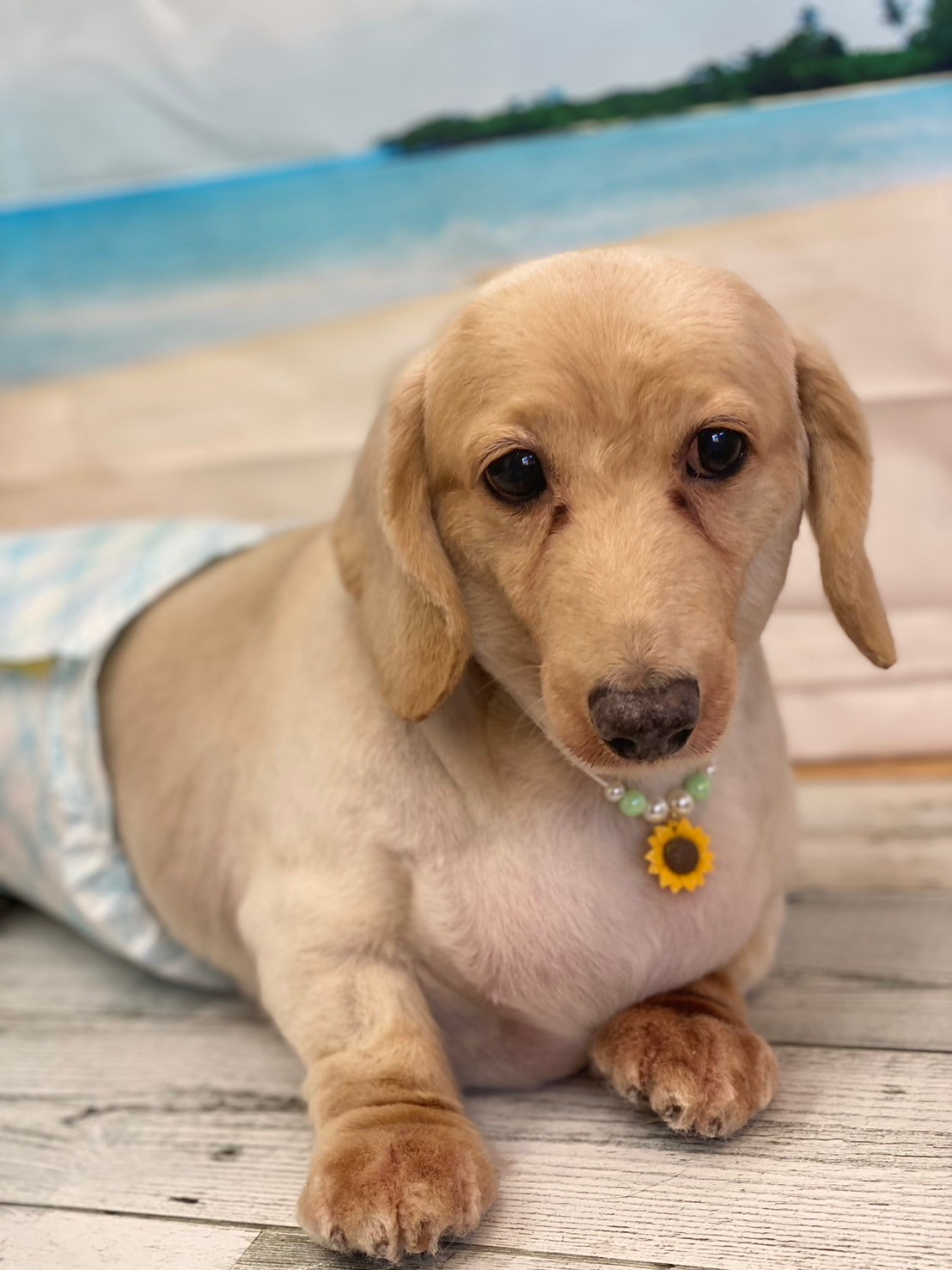 �I���[�W�� 7���̂��q�l