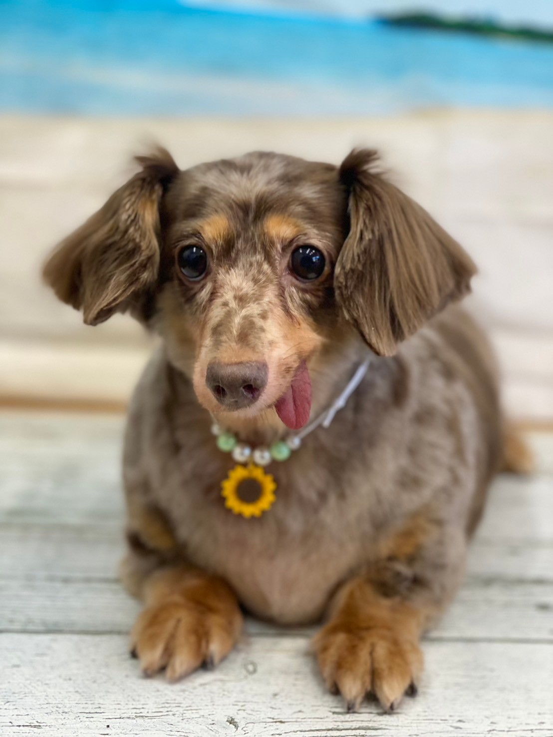 �I���[�W�� 7���̂��q�l