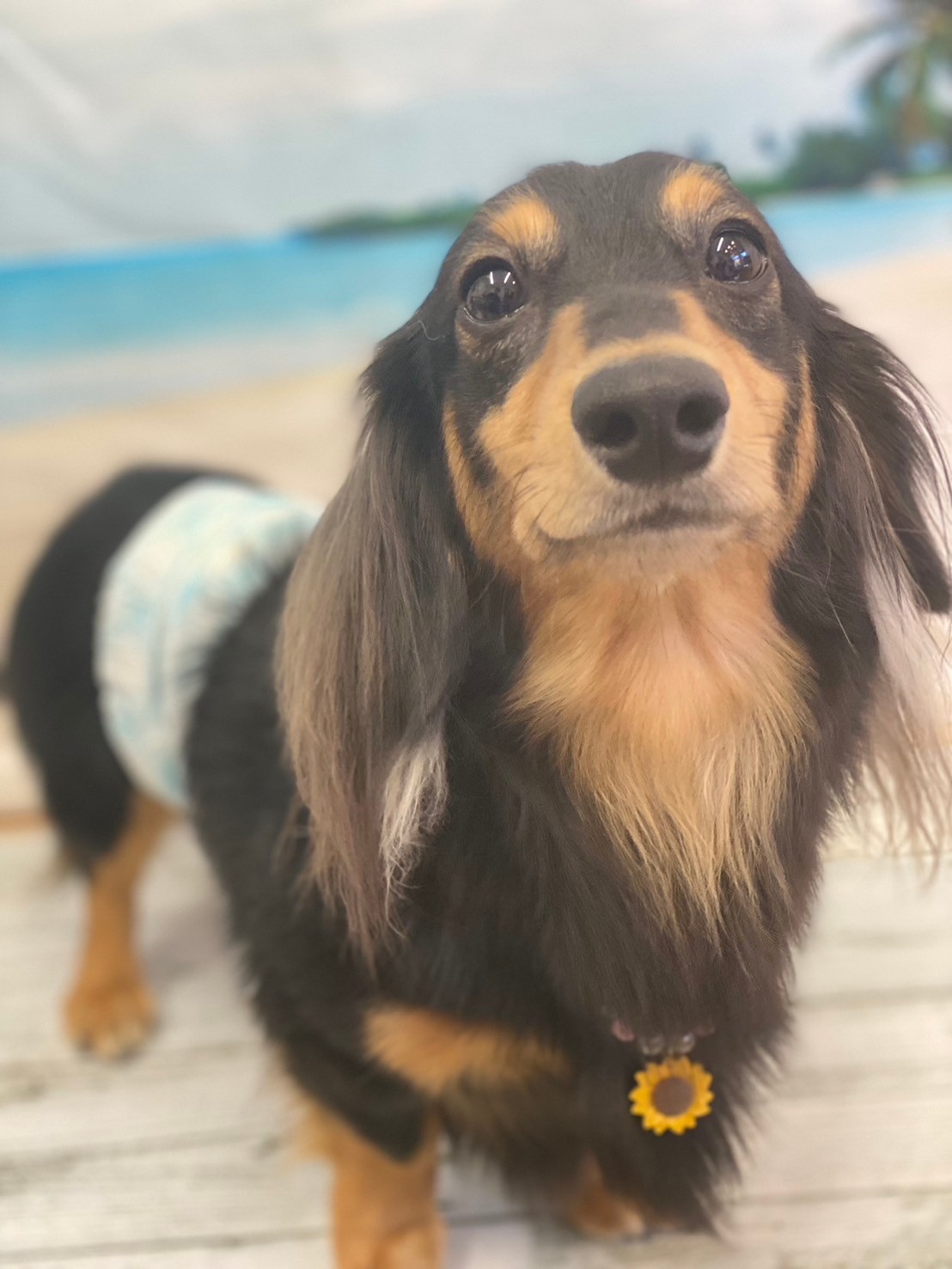 �I���[�W�� 7���̂��q�l