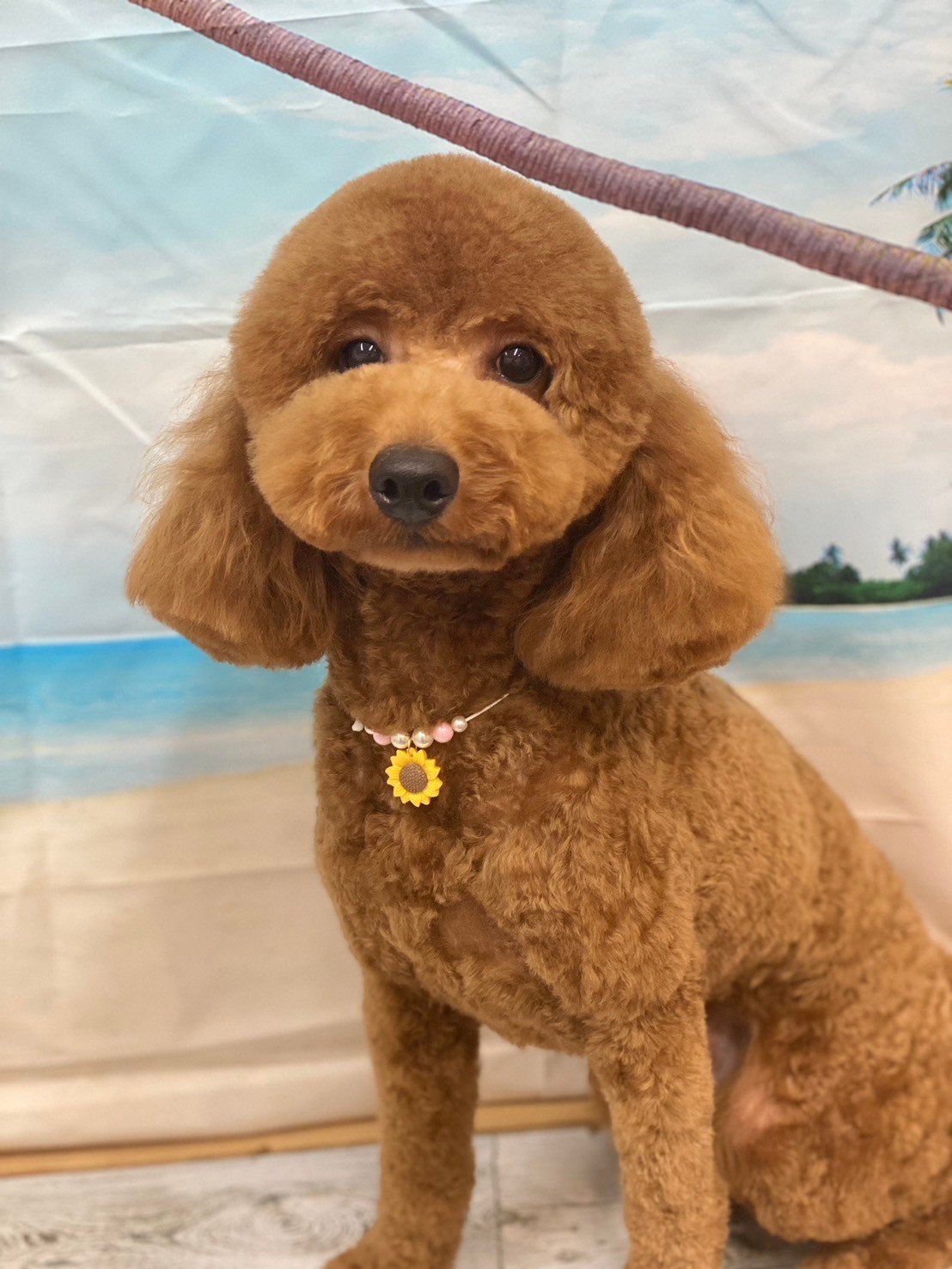 �I���[�W�� 7���̂��q�l