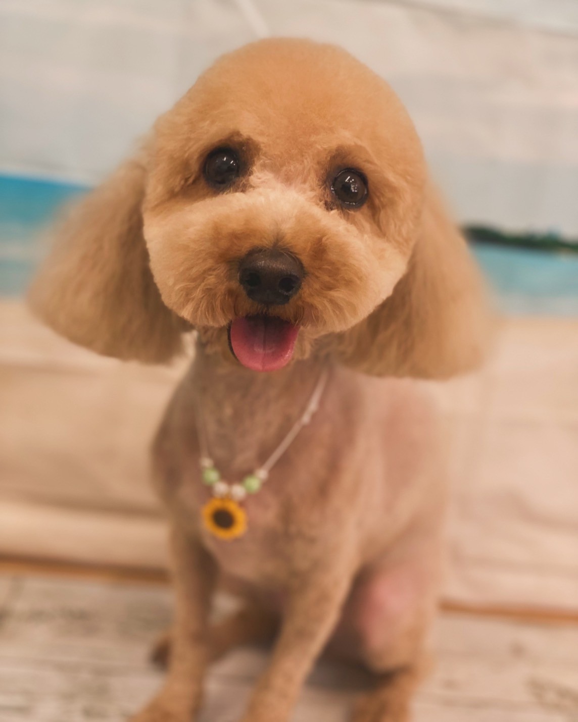 �I���[�W�� 7���̂��q�l