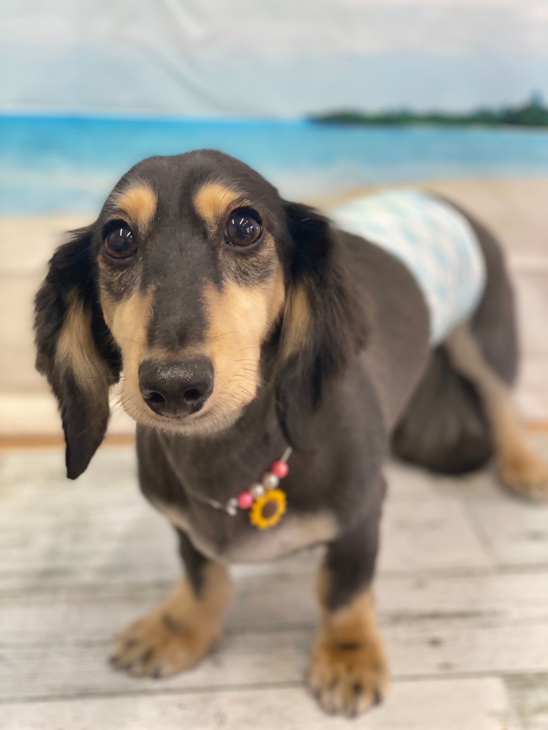 �I���[�W�� 7���̂��q�l