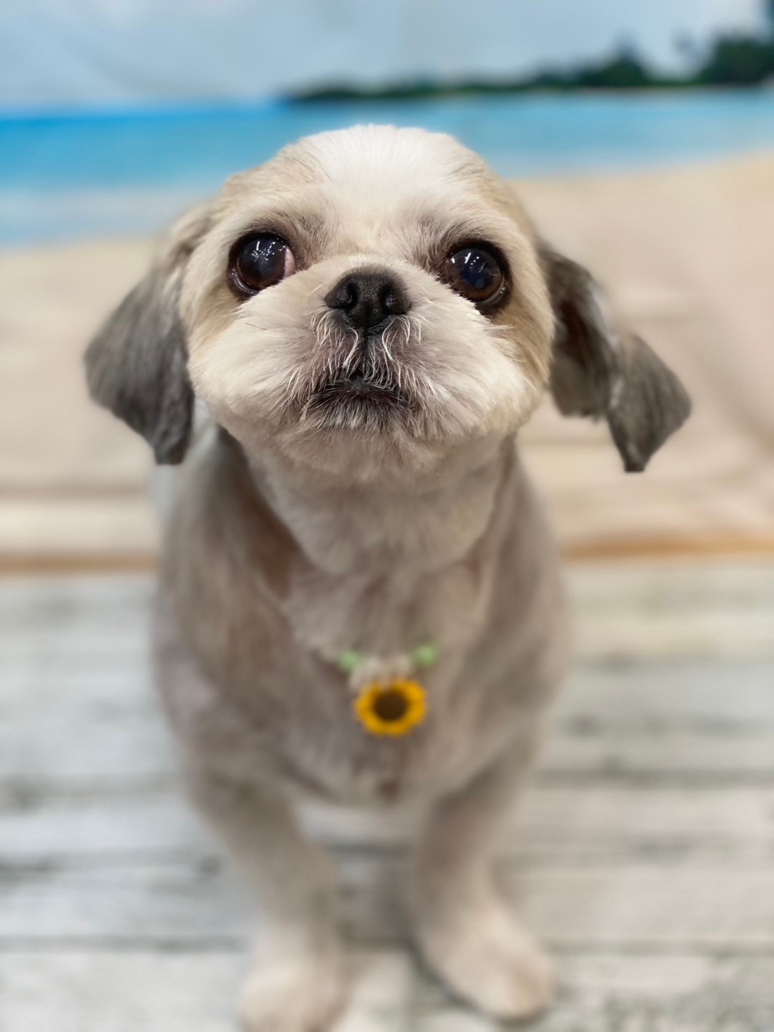 �I���[�W�� 7���̂��q�l