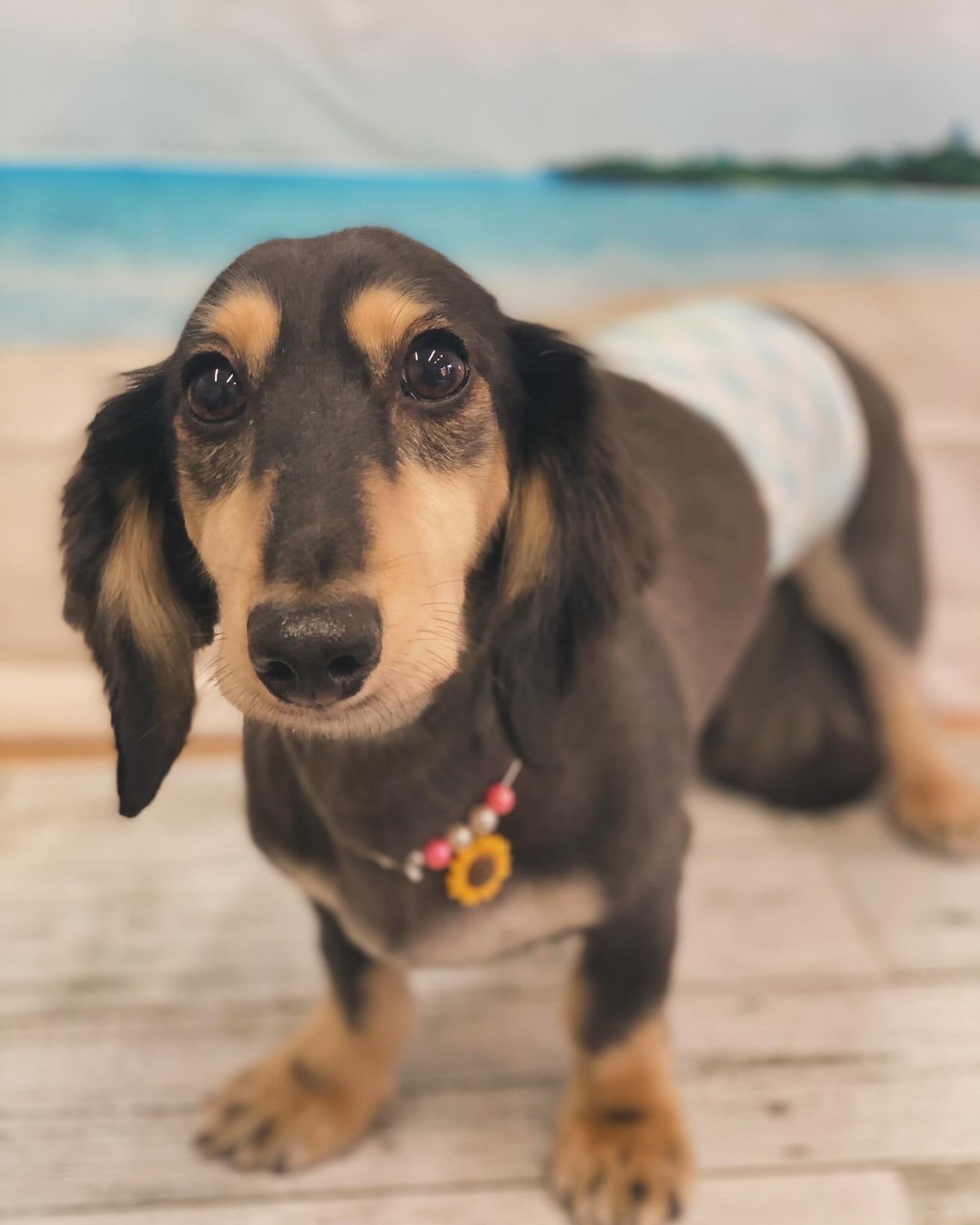 �I���[�W�� 7���̂��q�l