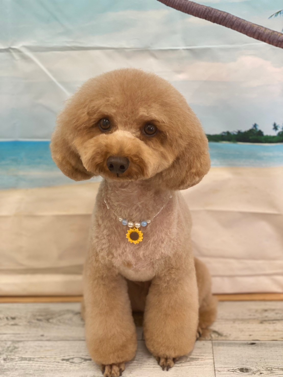 �I���[�W�� 7���̂��q�l