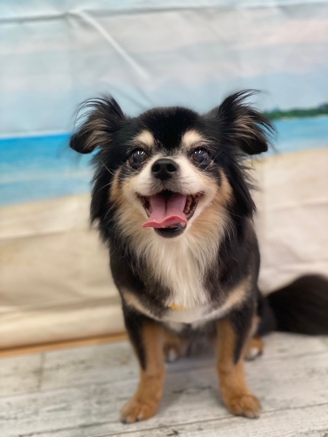 �I���[�W�� 7���̂��q�l