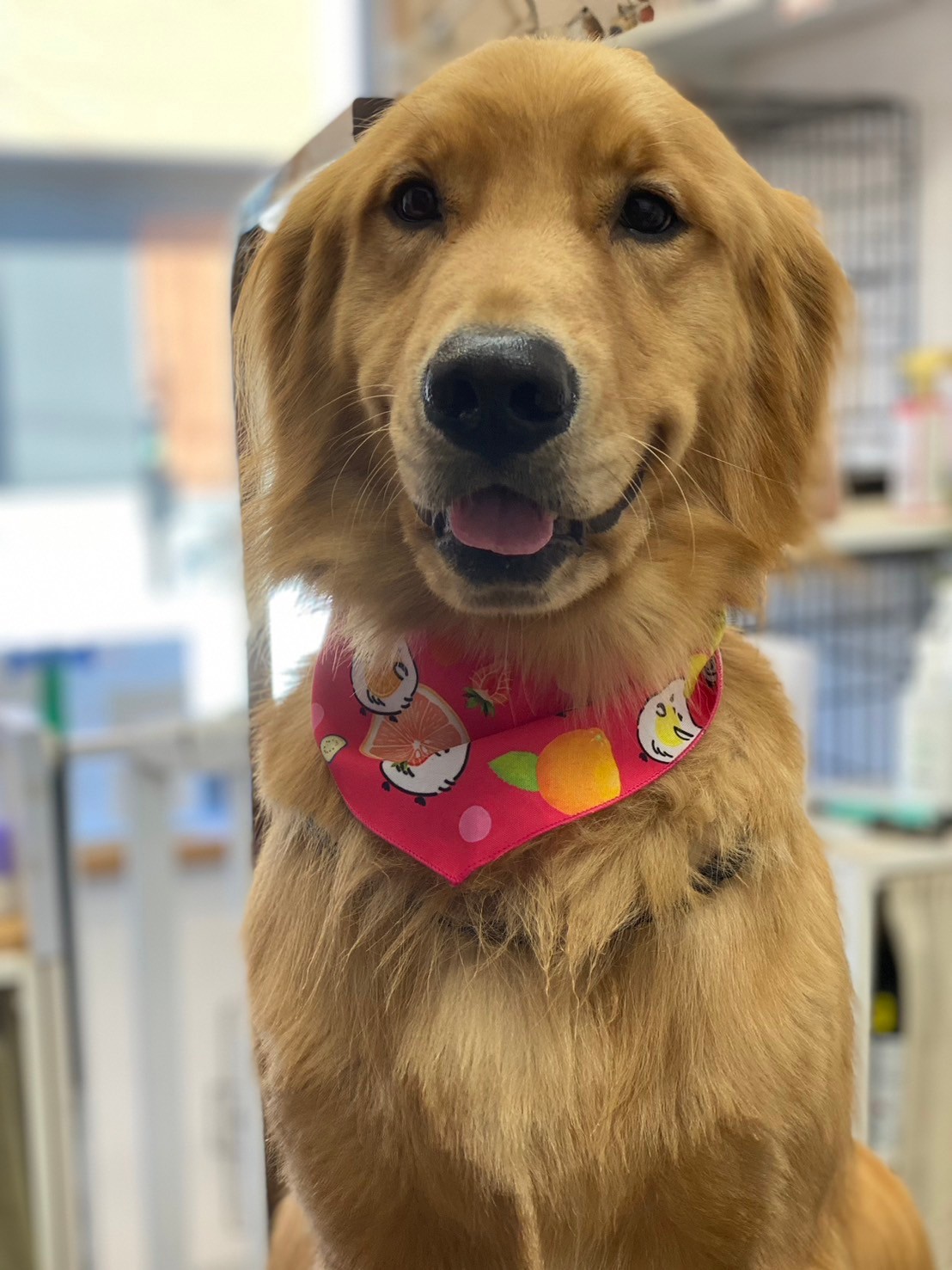 �I���[�W�� 7���̂��q�l