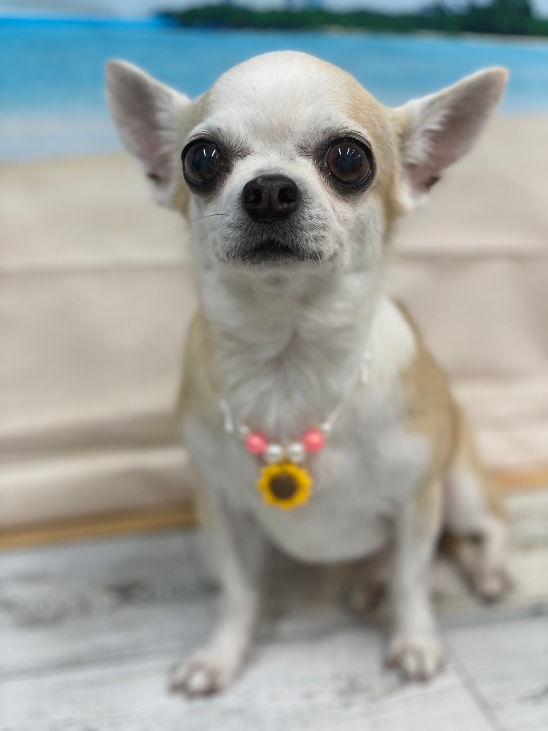 �I���[�W�� 7���̂��q�l