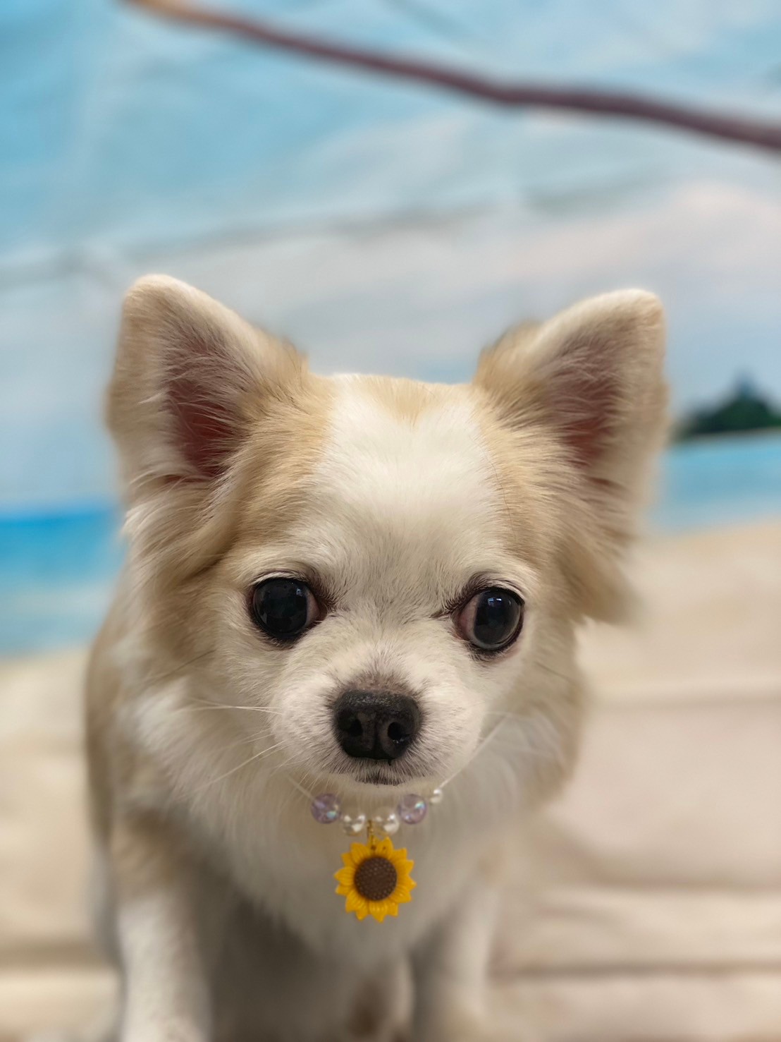 �I���[�W�� 7���̂��q�l