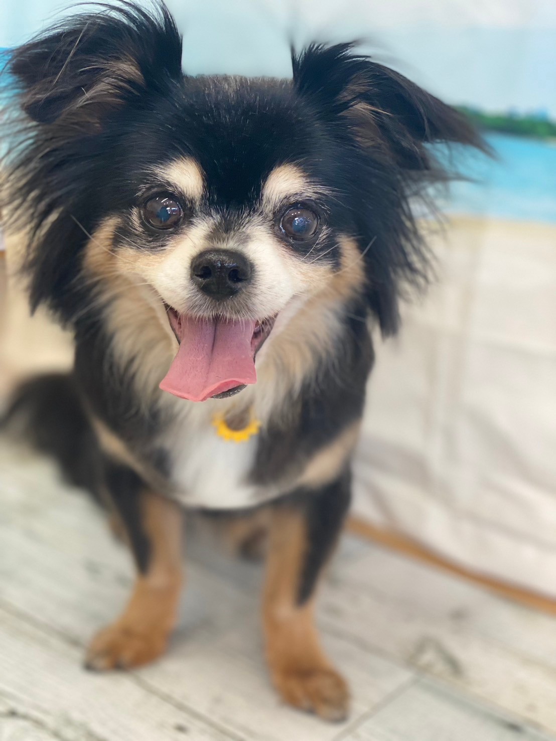 �I���[�W�� 7���̂��q�l