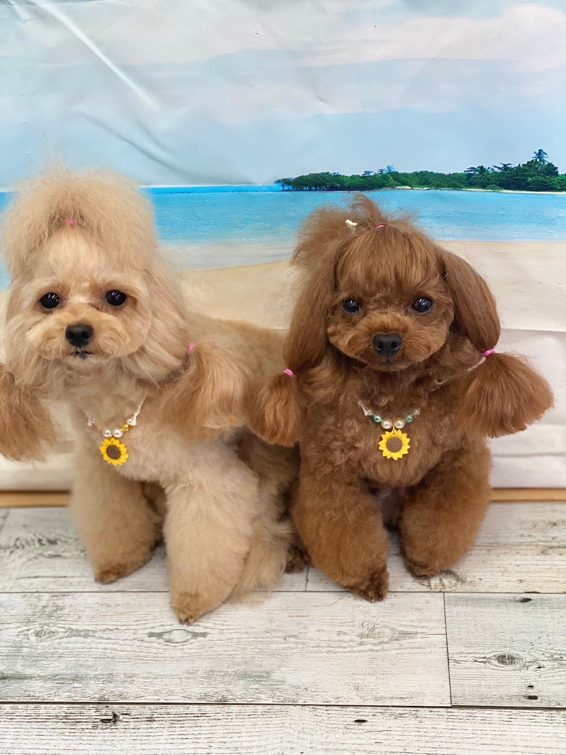 �I���[�W�� 7���̂��q�l