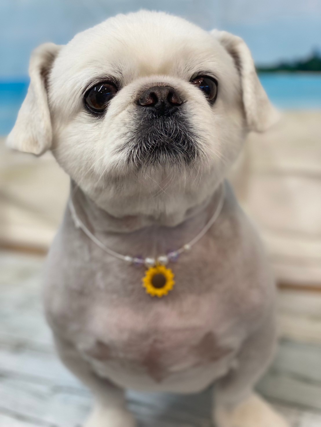 �I���[�W�� 7���̂��q�l