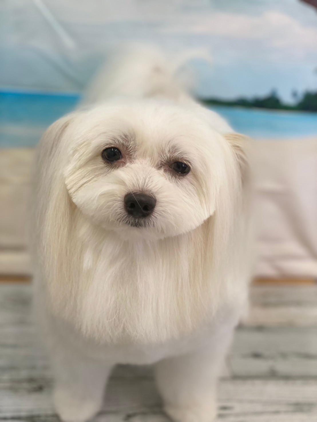 �I���[�W�� 7���̂��q�l