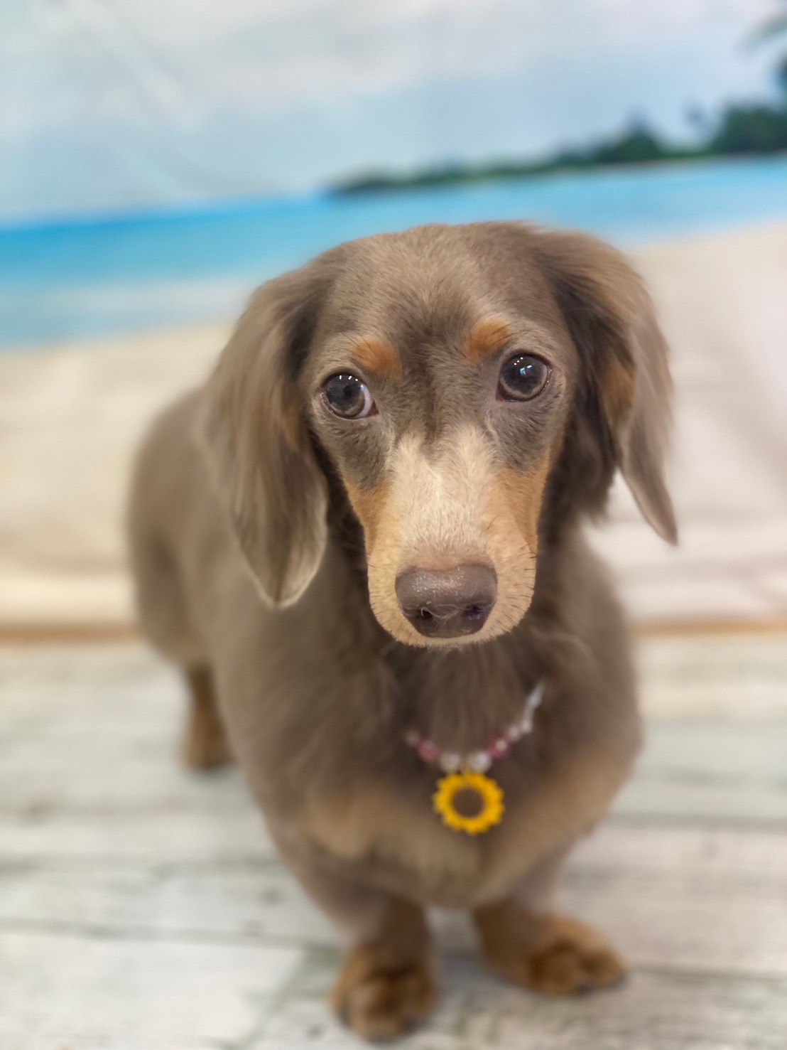 �I���[�W�� 7���̂��q�l