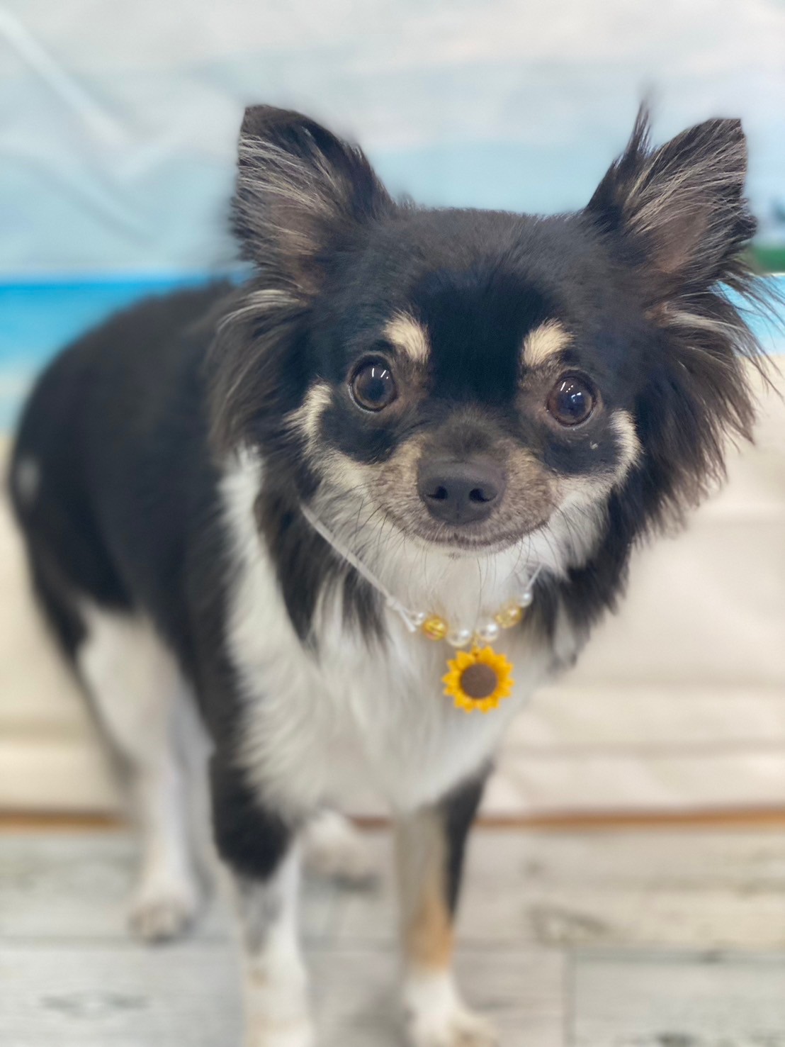 �I���[�W�� 7���̂��q�l