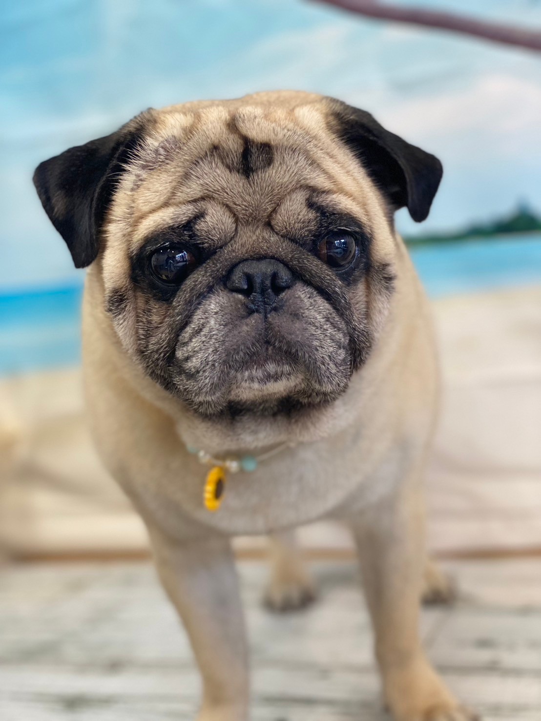 �I���[�W�� 7���̂��q�l