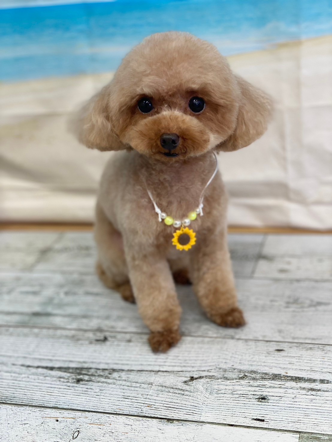 �I���[�W�� 7���̂��q�l