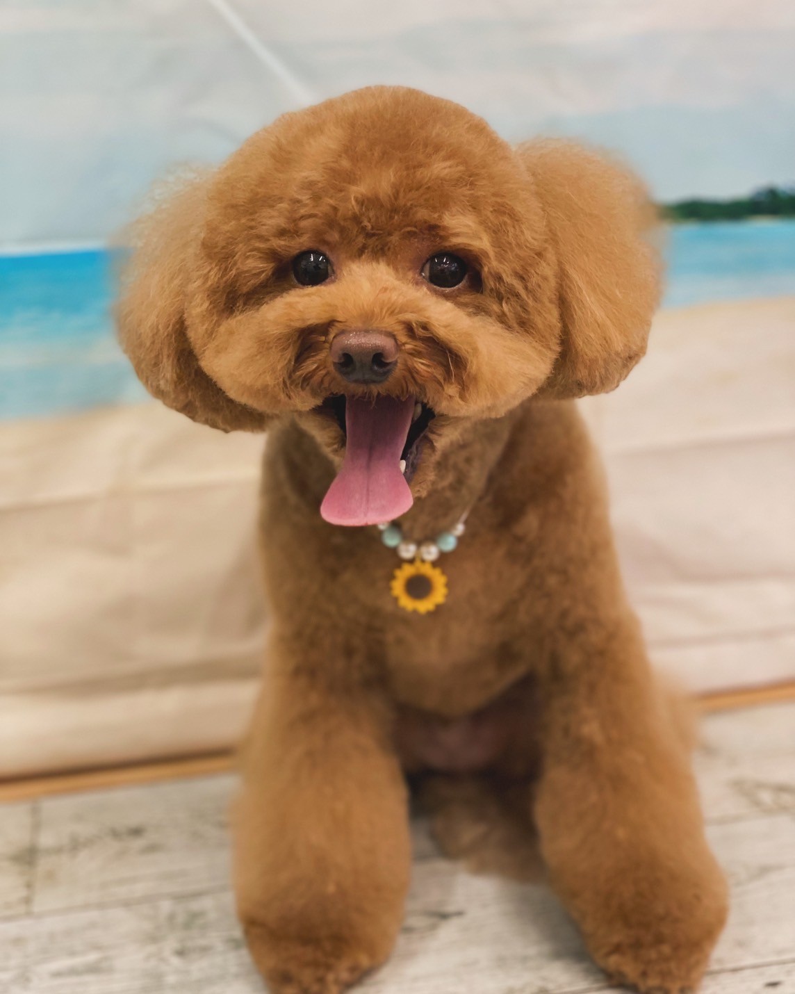 �I���[�W�� 7���̂��q�l