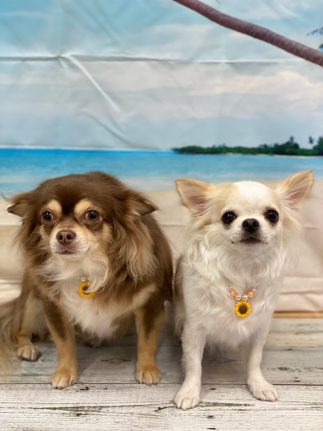 �I���[�W�� 7���̂��q�l