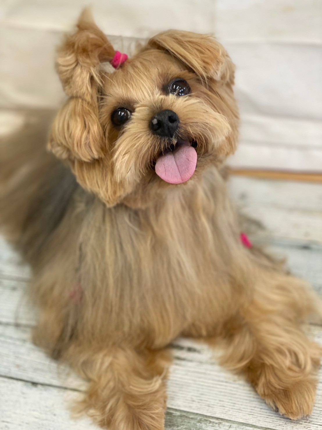 �I���[�W�� 7���̂��q�l