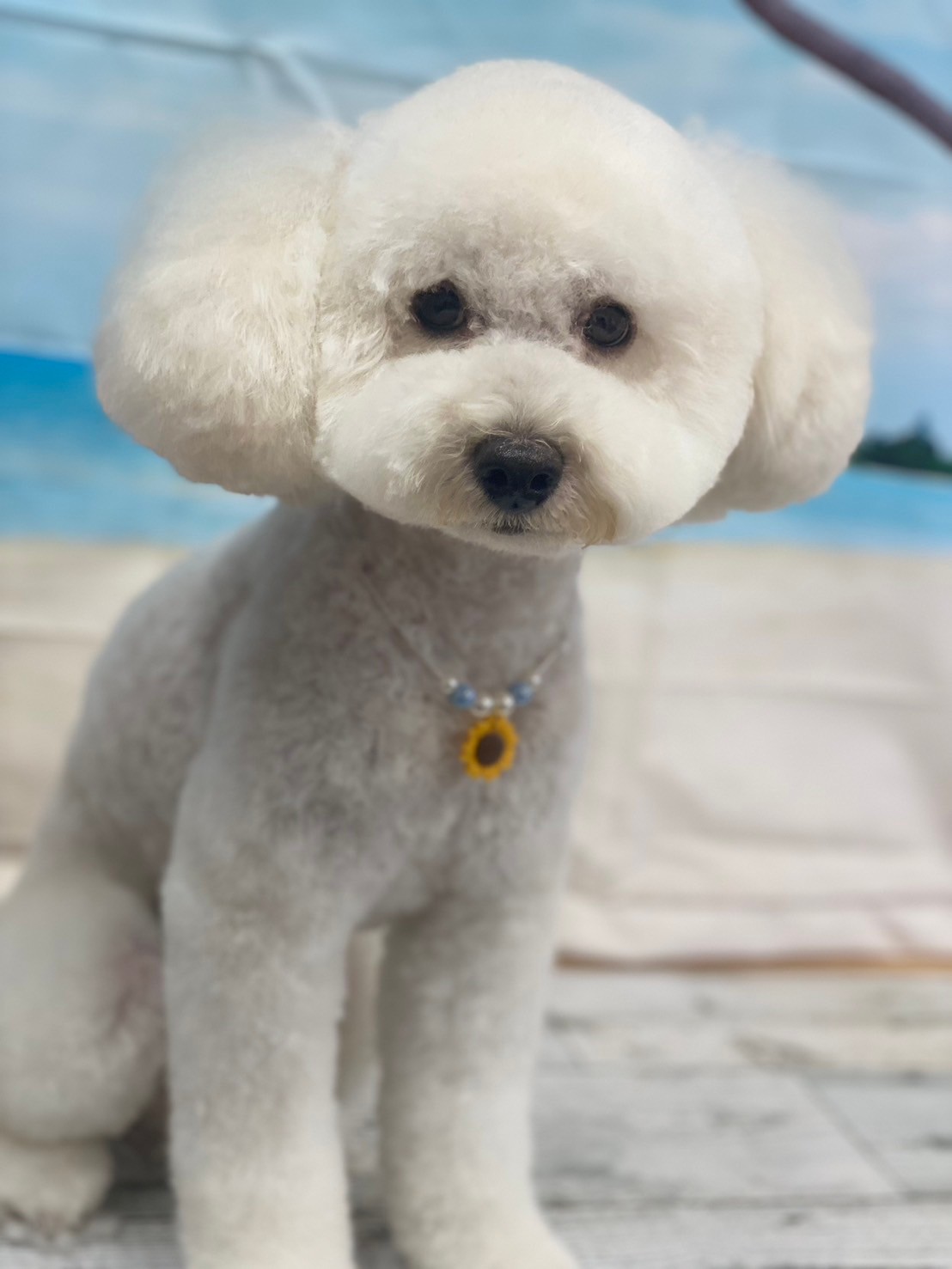 �I���[�W�� 7���̂��q�l