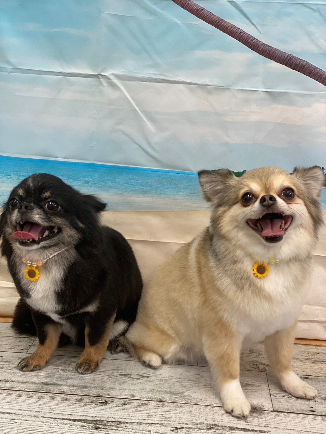 �I���[�W�� 7���̂��q�l