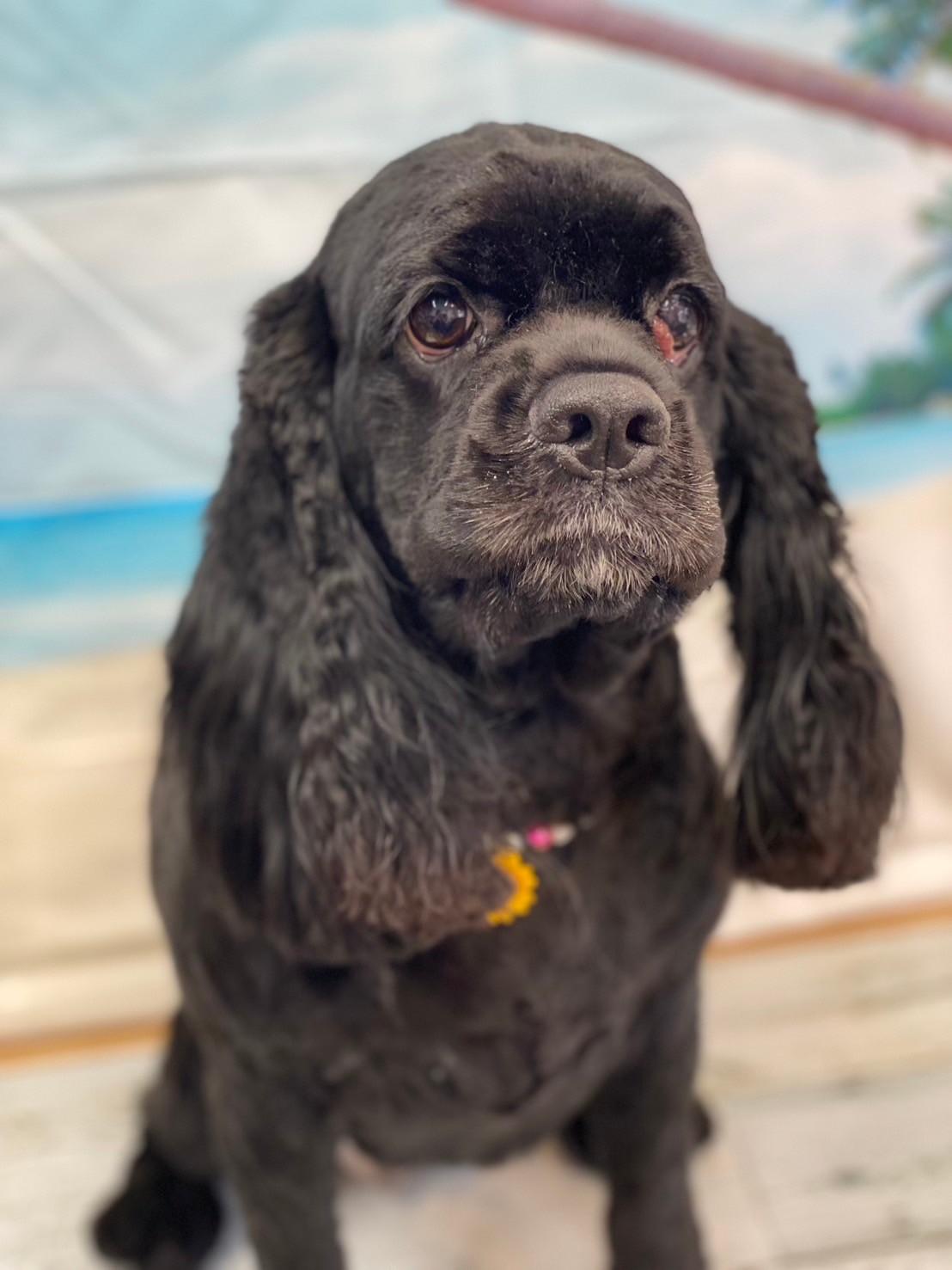 �I���[�W�� 7���̂��q�l