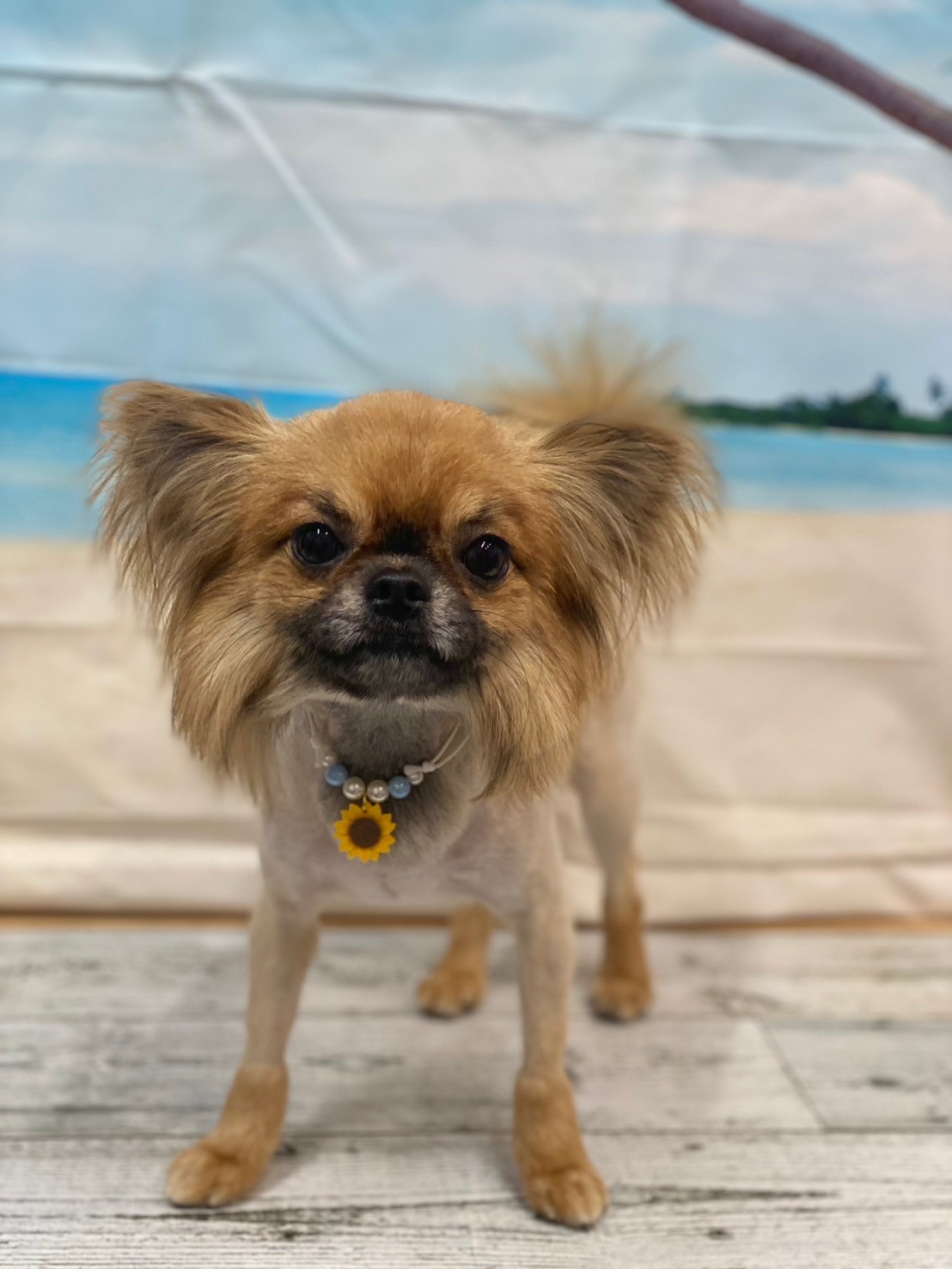 �I���[�W�� 7���̂��q�l