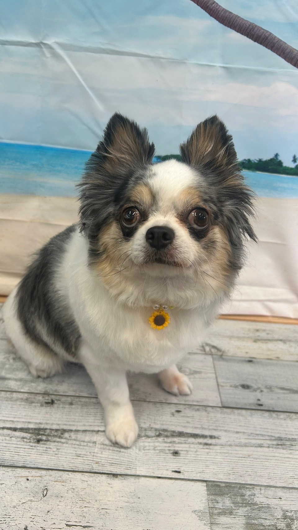 �I���[�W�� 7���̂��q�l