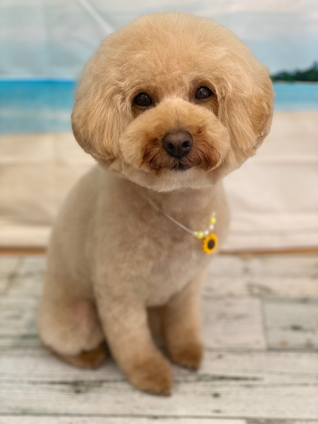 �I���[�W�� 7���̂��q�l