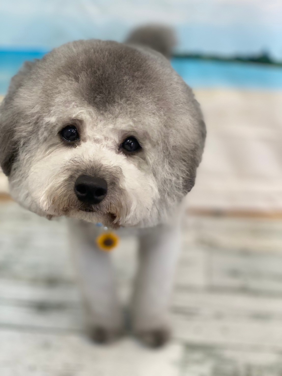 �I���[�W�� 7���̂��q�l