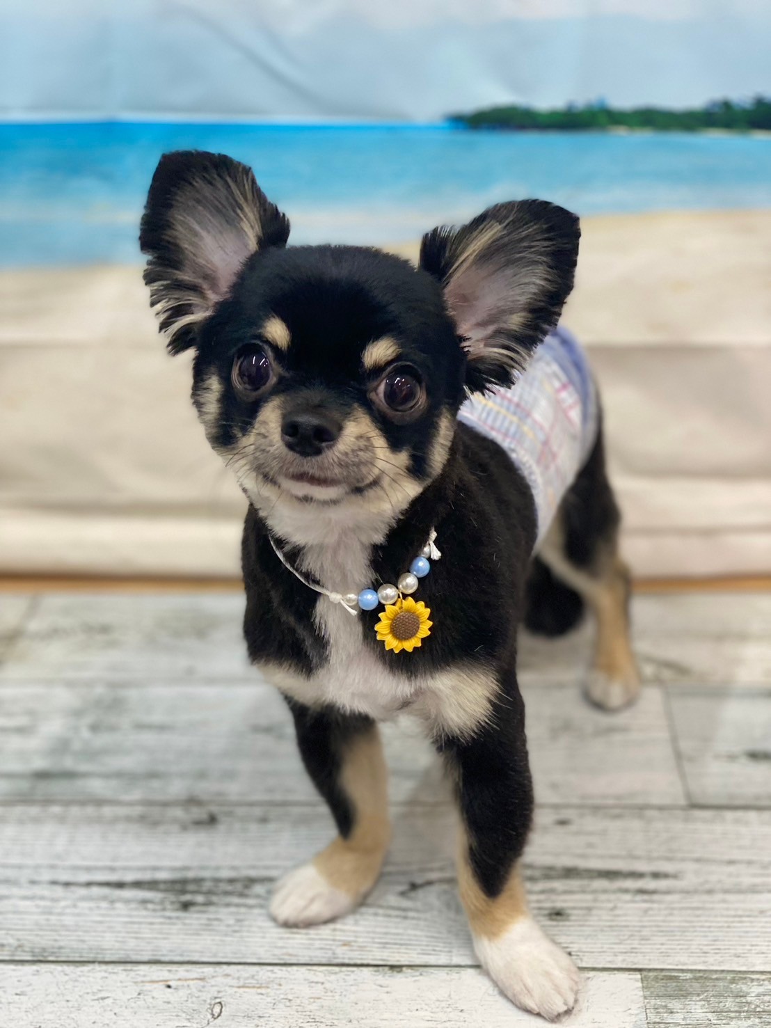 �I���[�W�� 7���̂��q�l