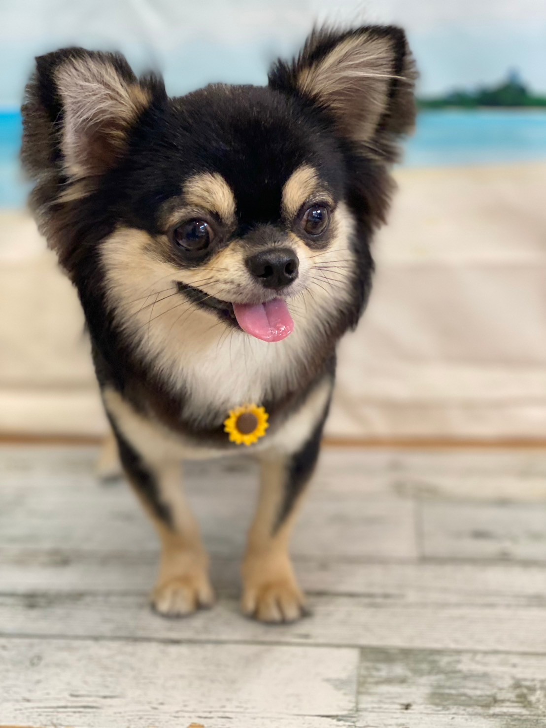 �I���[�W�� 7���̂��q�l