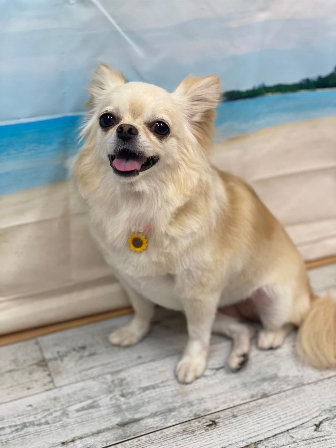 �I���[�W�� 7���̂��q�l