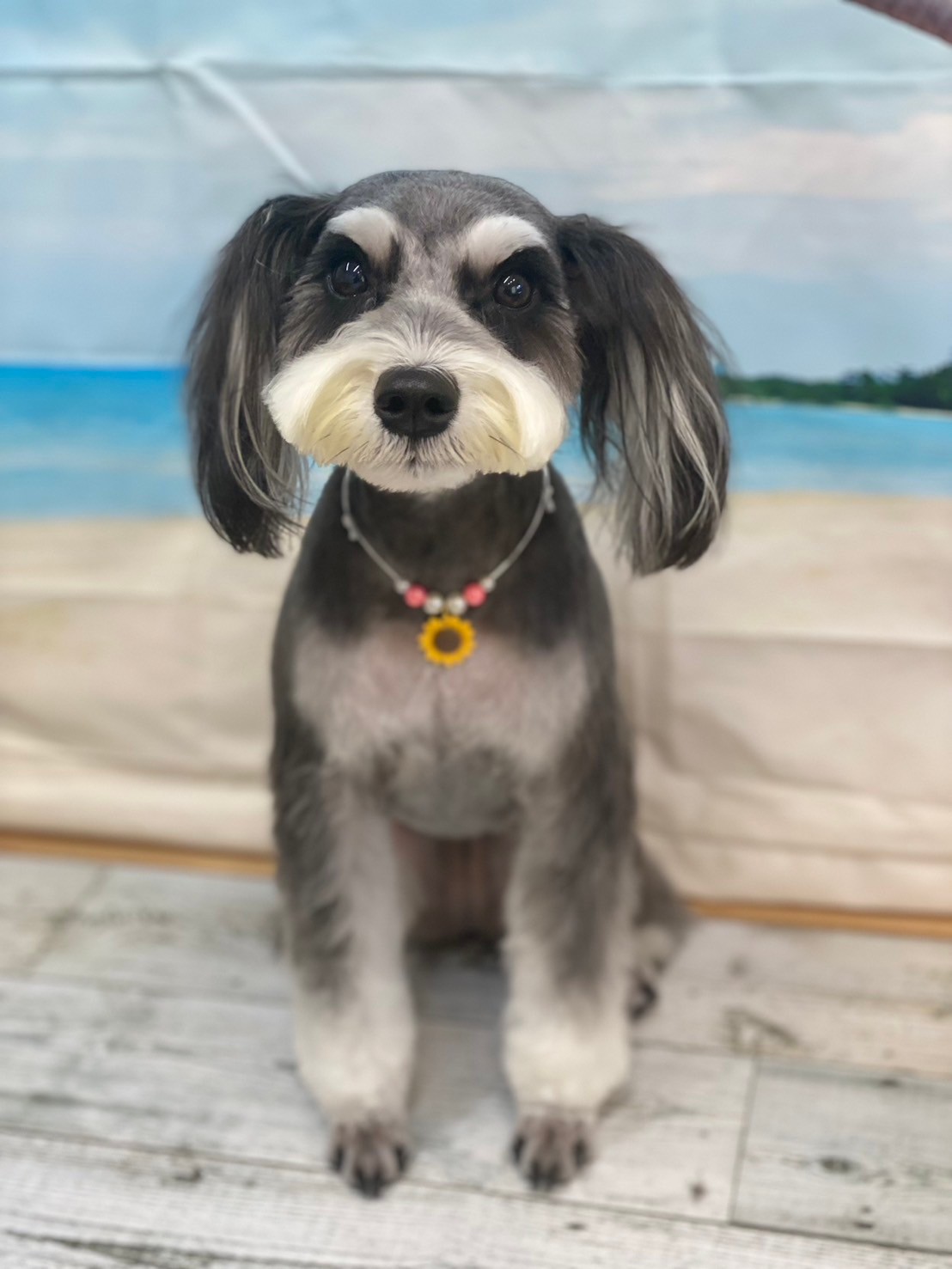 �I���[�W�� 7���̂��q�l