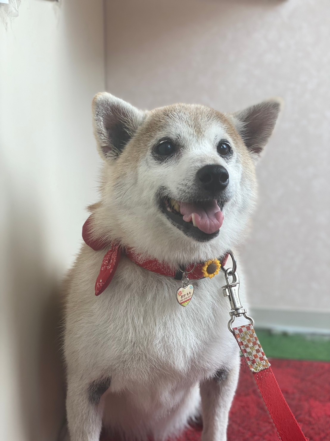 �I���[�W�� 7���̂��q�l