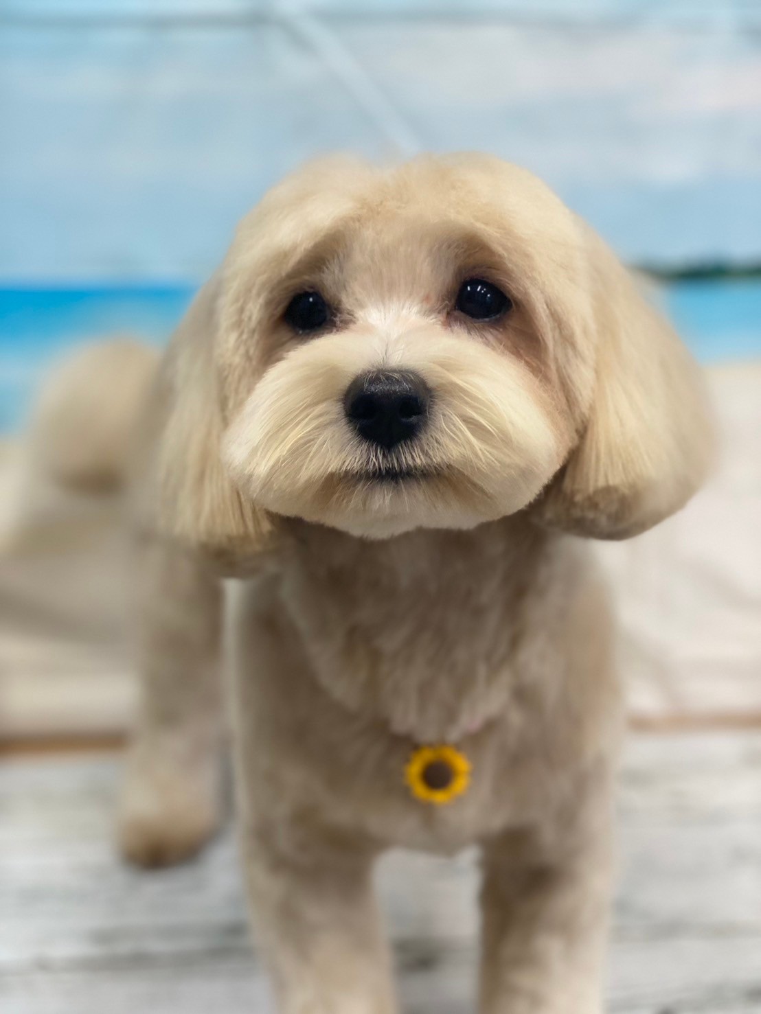 �I���[�W�� 7���̂��q�l