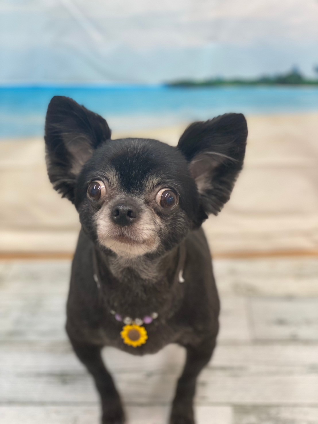 �I���[�W�� 7���̂��q�l