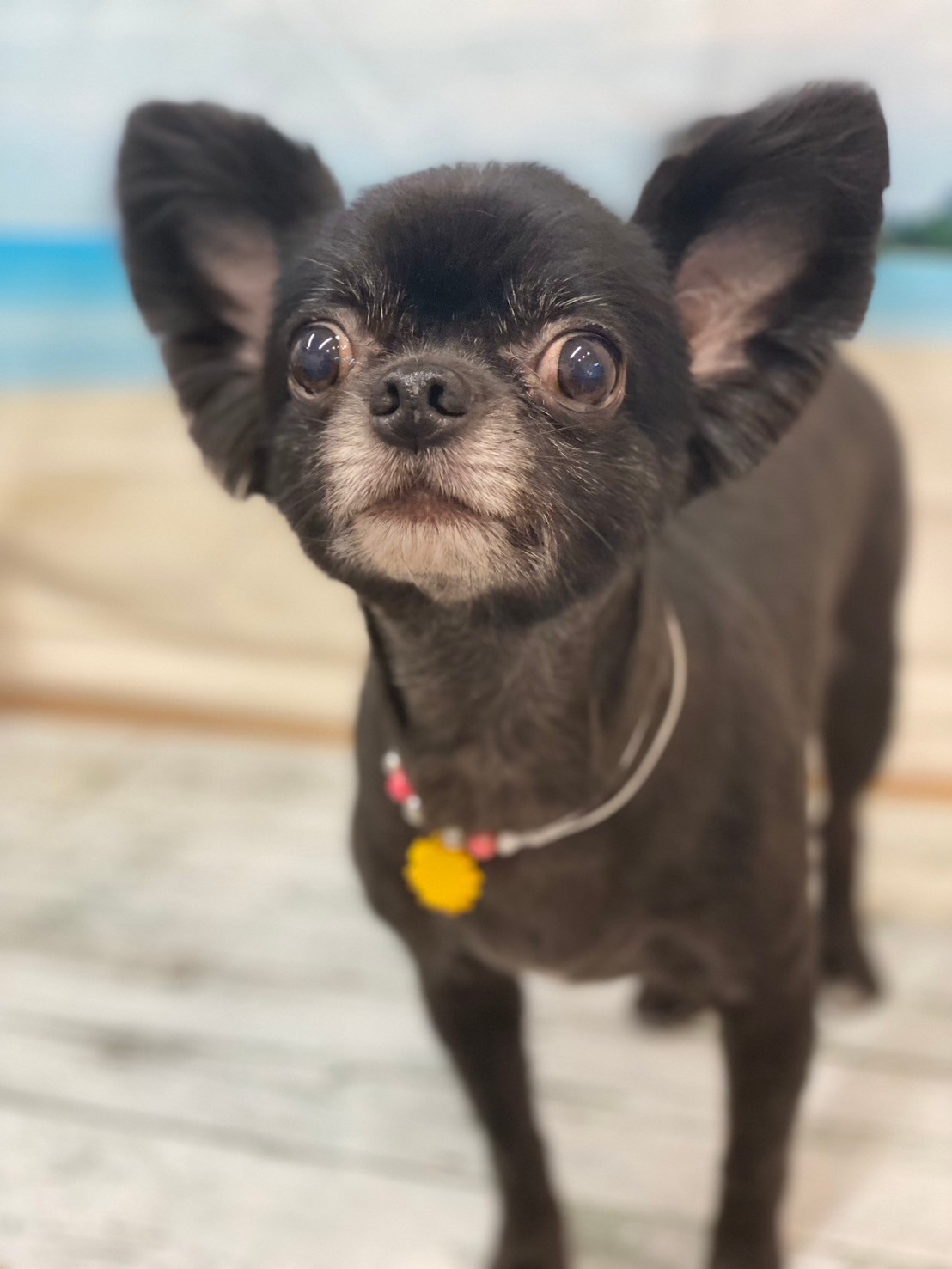 �I���[�W�� 7���̂��q�l